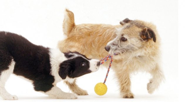 Riverside Dog Park gets city nod