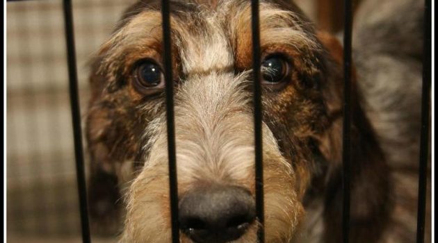 Mega Adoption Event for Homeless Pets