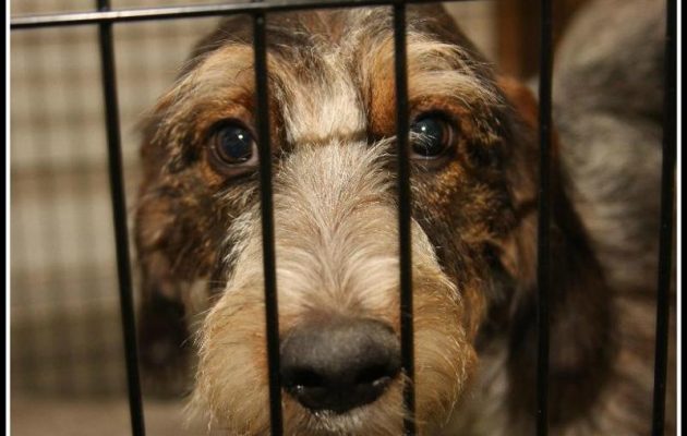 Mega Adoption Event for Homeless Pets