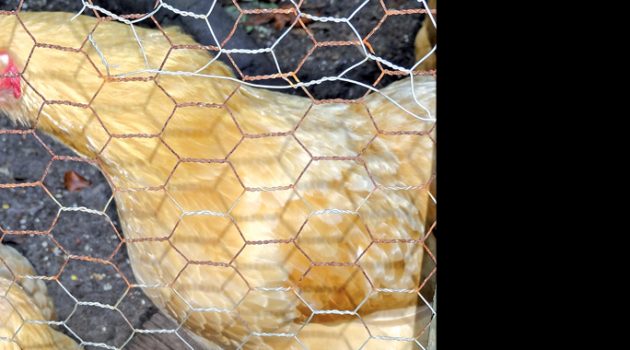 Hen owners crowing over draft legislation