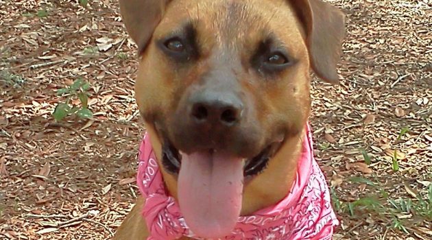 Looking for her forever home