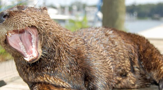 Otto – an orphaned otter’s odyssey