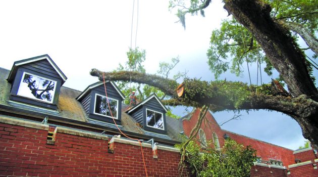 A tale of two oaks