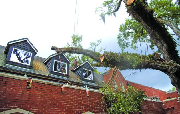 A tale of two oaks