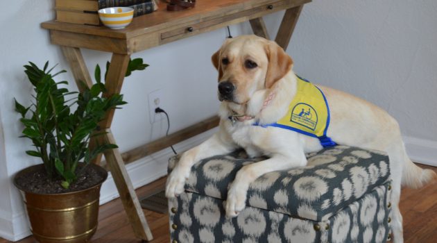 Raising puppies that change lives