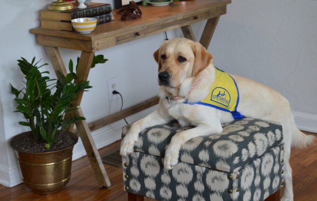 Raising puppies that change lives Raising puppies that change lives