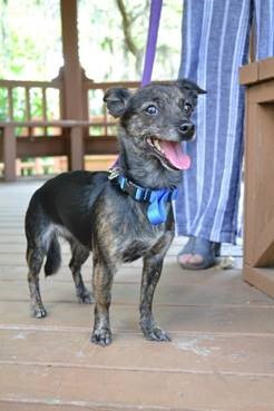 Dog survives fall from Mathews Bridge
