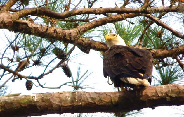 Bald eagle fledglings take flight in Ortega
