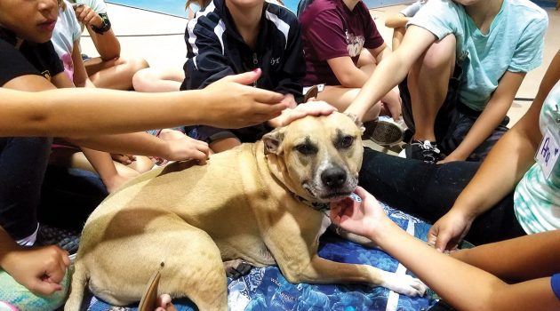 Children learn kindness for animals at Camp Compassion