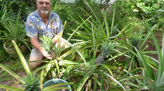 Pineapple Prince of Ortega