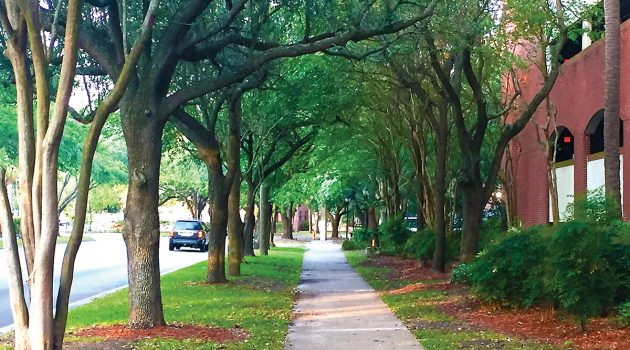 RAP reLEAF:  Replenish the tree canopy