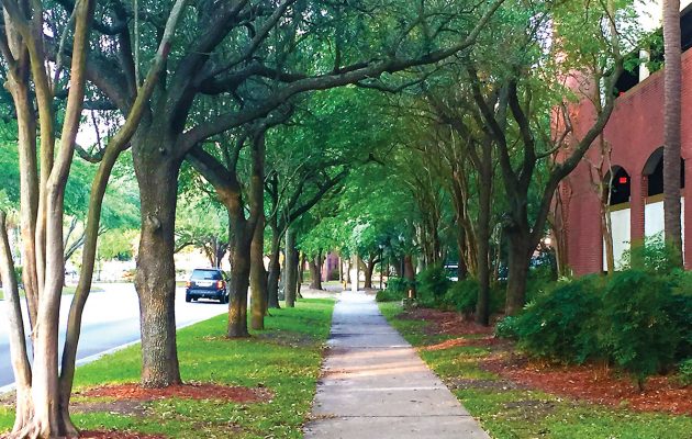 RAP reLEAF:  Replenish the tree canopy