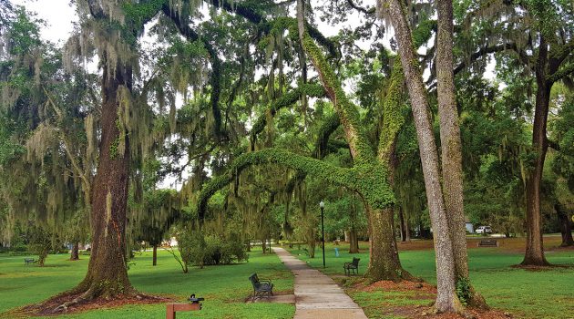 Trees for the planting, thanks to tree mitigation fund