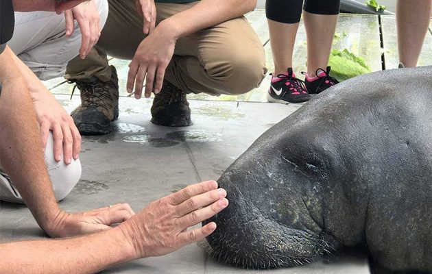 Manatee improving at zoo critical care center
