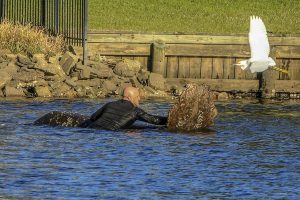 T.J. Tobin helps Miller the manatee to remain wet and breathe while waiting for help to arrive. (Photo by Kay Ellen Gilmour)