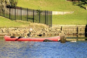 Leo Davis mans the canoe while his stepson, T.J. Tobin, assists Miller the manatee in the mud of Millers Creek. (Photo by Kay Ellen Gilmour)