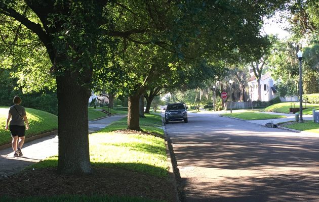 Historic tree canopies in danger from over-reactive property owners