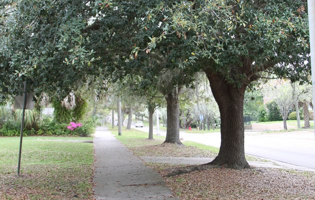 City Council passes appropriation bill to begin tree planting project in historic district