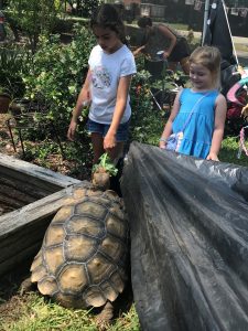 Viola Varcholik and Lillian Davis feed Rocky, a 17-year-old Sulcata tortoise.