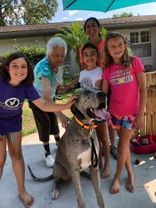 Asher the Great Dane greets many admirers during a neighborhood pet show May 18.