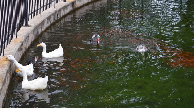 City study uses bacteria-based product to reduce algae blooms