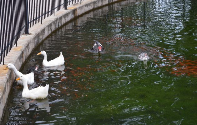City study uses bacteria-based product to reduce algae blooms