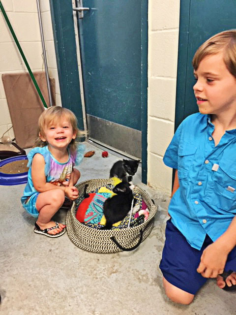 Adoptable kittens get some love and playtime