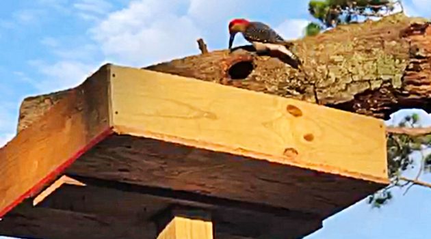 Neighbor lauds care in which tree company saves birds