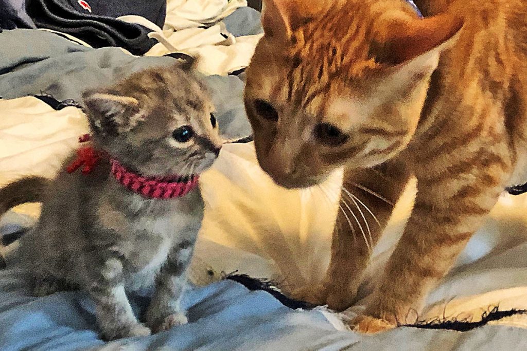 Zoey meets Ryder