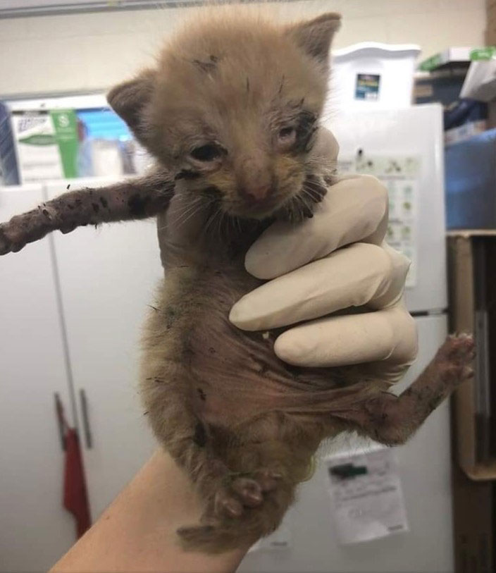 Ryder after he was rescued from his 38-mile truck ride
