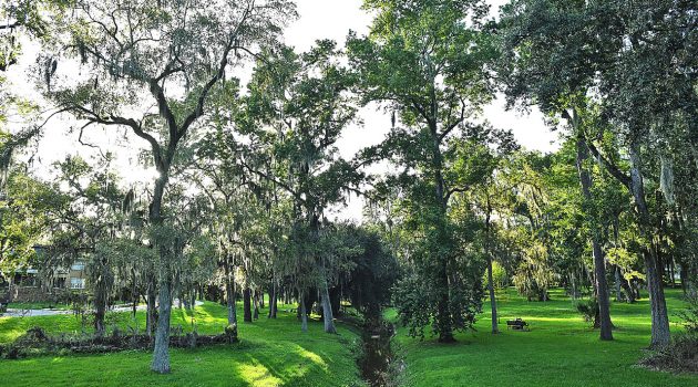 RAP, city officials discuss removal of 75 trees from Willowbranch Park