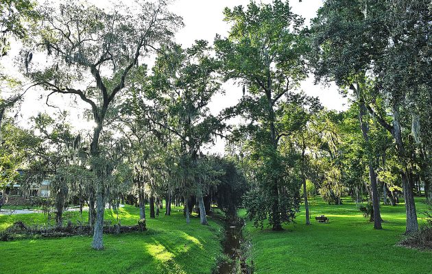 RAP, city officials discuss removal of 75 trees from Willowbranch Park RAP, city officials discuss removal of 75 trees from Willowbranch Park