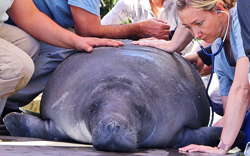Dr. Meredith Persky examines a manatee Photo courtesy of Jeannie Gordon