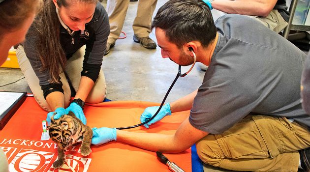 Caring for world wildlife one exotic animal at a time