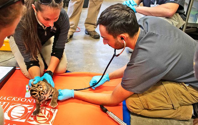 Caring for world wildlife one exotic animal at a time