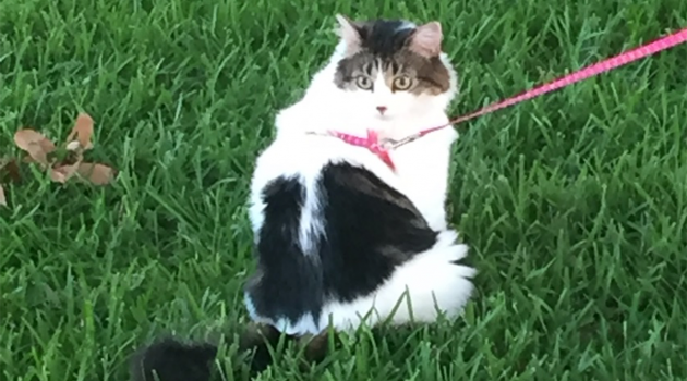 Missing Cat: Squish – $500 Reward