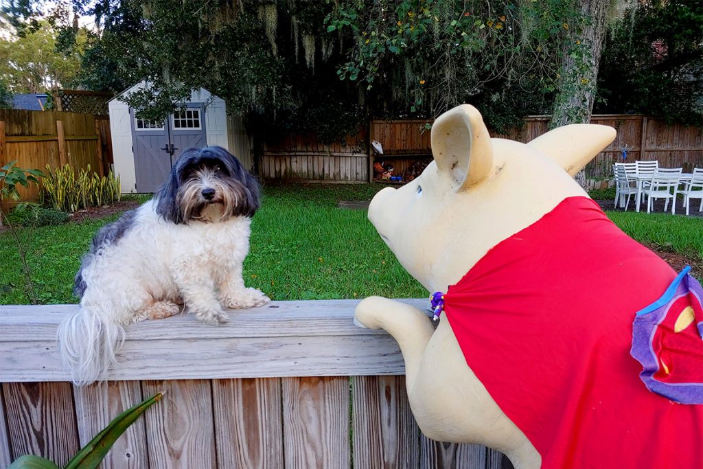 Wearing a Superman cape, Winston goes nose-to-nose with Leanza Cornett’s puppy, Presley