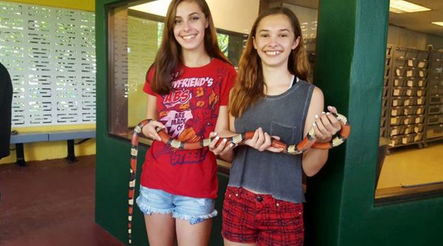 Pet reptiles & amphibians: Instant Wow factor