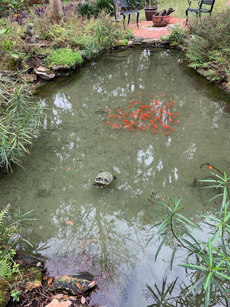 Al Poindexter’s pond life.