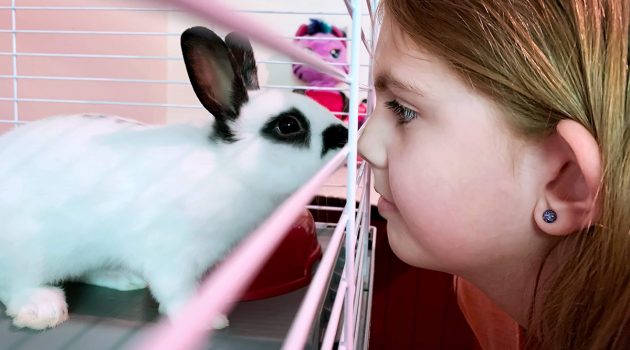 Pet Domestic Rabbits