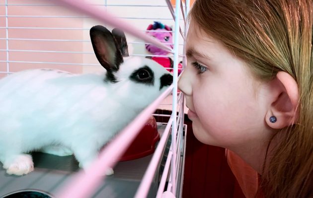 Pet Domestic Rabbits