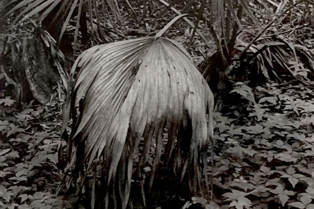 “Palmetto,” Dan Hadwin, photograph