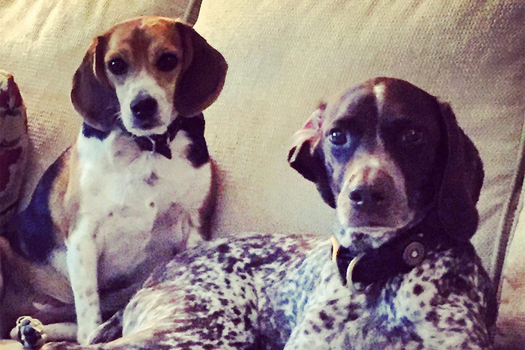 Susanna Barton’s dogs Emmy and Dot