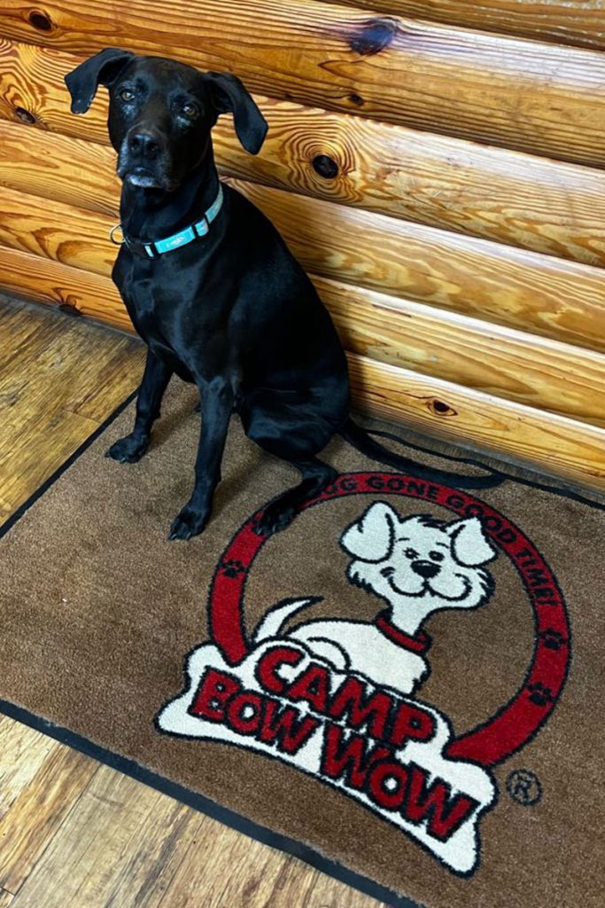 dog sitting on Camp Bow Wow mat