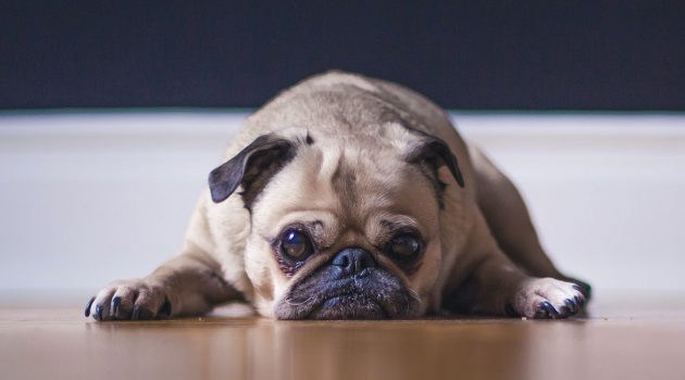 Animal House: Pets & Separation Anxiety