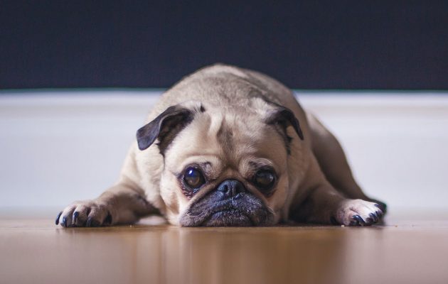 Animal House: Pets & Separation Anxiety