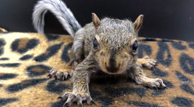 Animal House: Wildlife Babies May Not Need Help