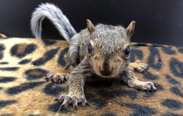 Animal House: Wildlife Babies May Not Need Help Animal House: Wildlife Babies May Not Need Help
