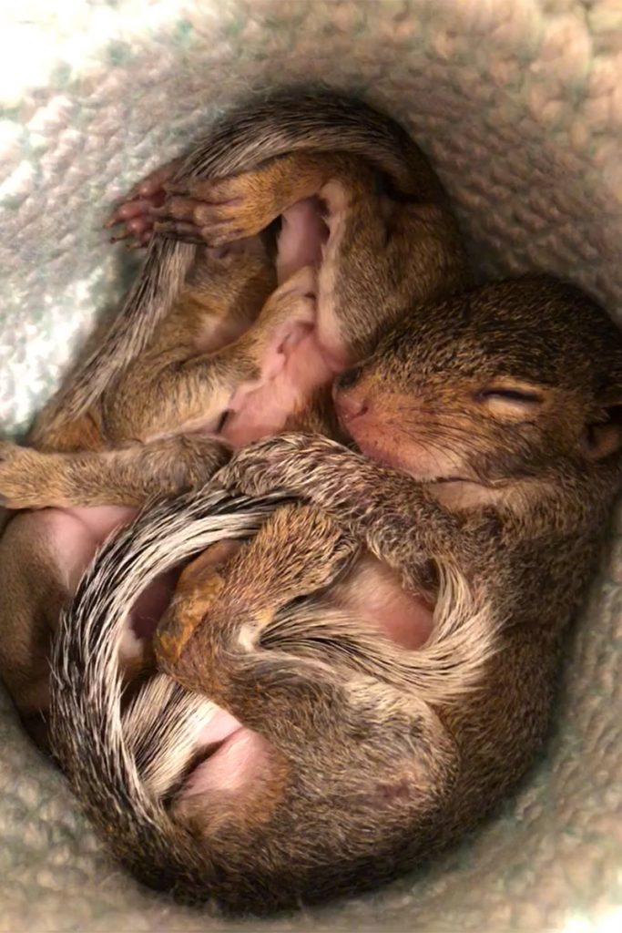 orphan Eastern Gray SquirrelS
