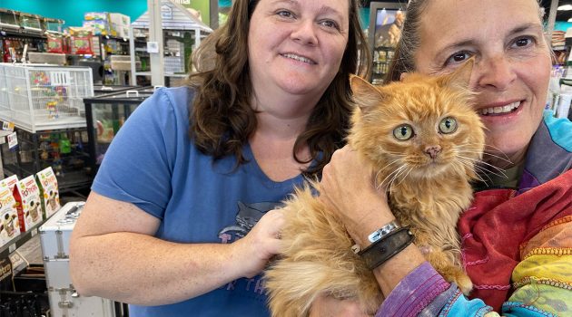 Animal House: COMMUNITY CATS LOST or ABANDONED PETS, STRAYS & FERAL